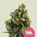 Candy Kush Express – Snabb blomning (Royal Queen Seeds) Feminiserade