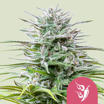Speedy Chile &ndash; Snabb blomning (Royal Queen Seeds) feminiserade