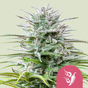 Speedy Chile – Snabb blomning (Royal Queen Seeds) Feminiserade