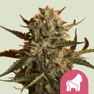 Mother Gorilla (Royal Queen Seeds) feminiserade