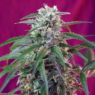 Green Poison Auto (Sweet Seeds) feminiserade