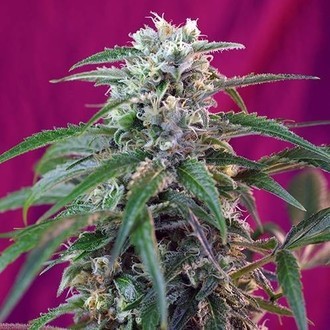 Green Poison Auto (Sweet Seeds) Feminiserade