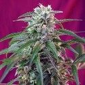 Green Poison Auto (Sweet Seeds) Feminiserade