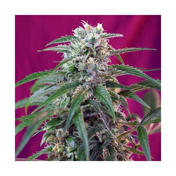 Green Poison Auto (Sweet Seeds) Feminiserade