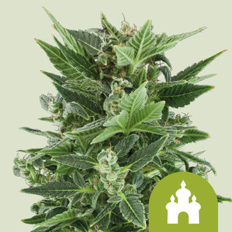 Royal Kush Automatic (Royal Queen Seeds) feminiserade