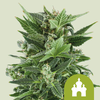 Royal Kush Autoflower (Royal Queen Seeds) Feminiserade