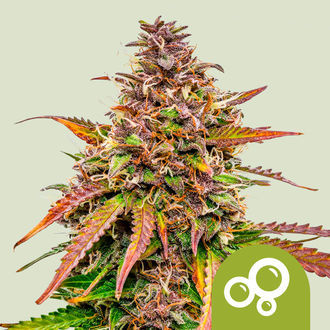 Bubble Kush Autoflower (Royal Queen Seeds) Feminiserade