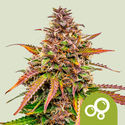 Bubble Kush Autoflower (Royal Queen Seeds) Feminiserade