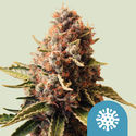 Euphoria (Royal Queen Seeds) Feminiserade