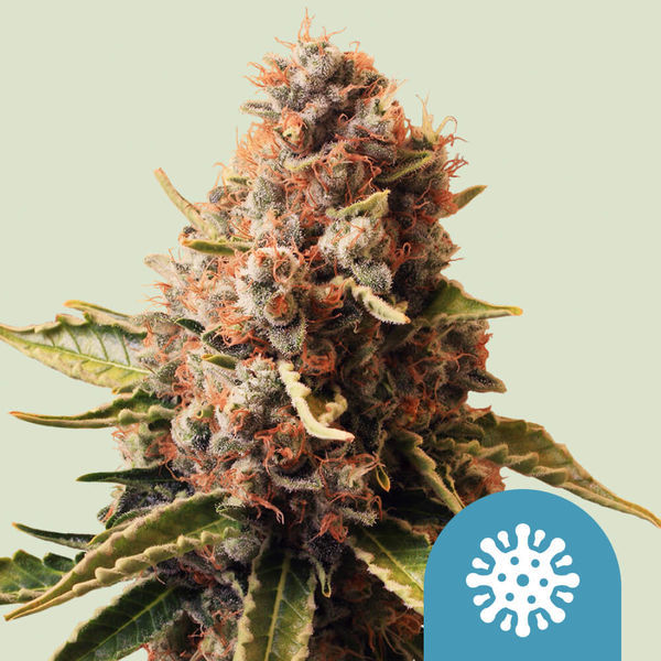 Euphoria (Royal Queen Seeds) Feminiserade