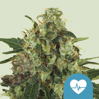 Medical Mass (Royal Queen Seeds) Feminiserade