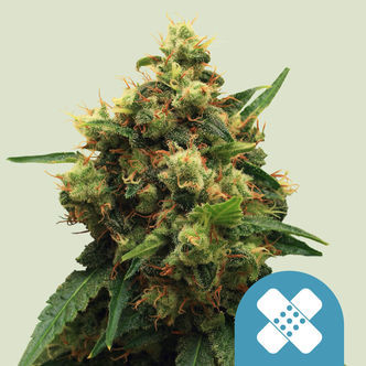 Painkiller XL (Royal Queen Seeds) feminiserade cannabisfr&ouml;n