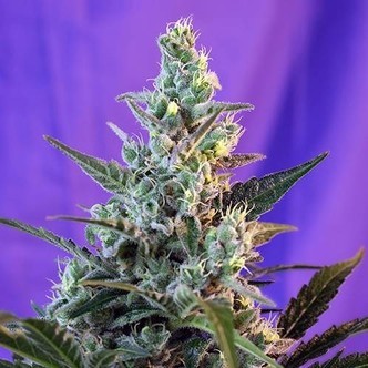 Sweet Skunk Auto (Sweet Seeds) feminiserade cannabisfr&ouml;n