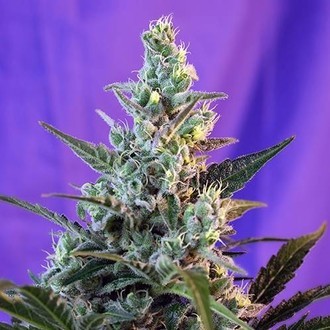 Sweet Skunk Auto (Sweet Seeds) Feminiserade