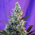 Sweet Skunk Auto (Sweet Seeds) Feminiserade