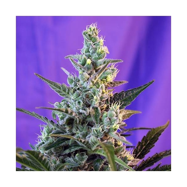 Sweet Skunk Auto (Sweet Seeds) Feminiserade