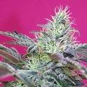 Sweet Cheese Auto (Sweet Seeds) Feminiserade