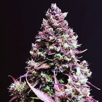 Cream Caramel Auto (Sweet Seeds) feminiserade cannabisfr&ouml;n