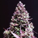 Cream Caramel Auto (Sweet Seeds) Feminiserade