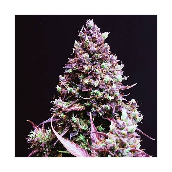 Cream Caramel Auto (Sweet Seeds) Feminiserade