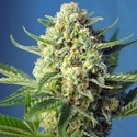S.A.D. Auto (Sweet Seeds) Feminiserade
