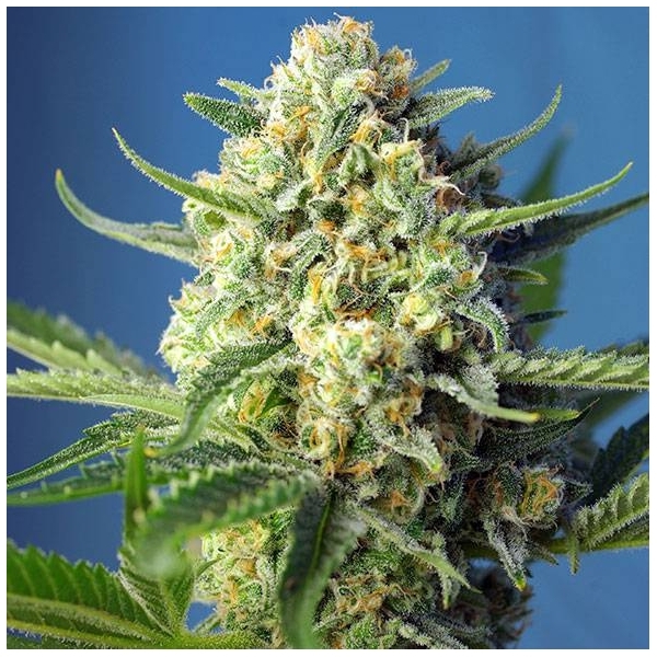 S.A.D. Auto (Sweet Seeds) Feminiserade
