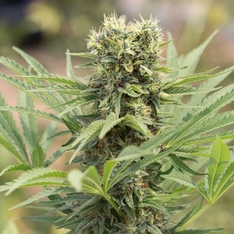 Dedoverde Haze (Humboldt Seed Company) feminiserade cannabisfr&ouml;n