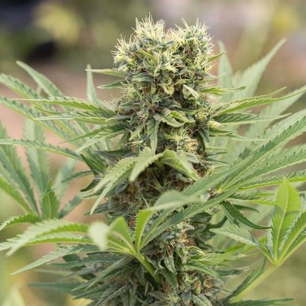 Dedoverde Haze (Humboldt Seed Organization) Feminiserade