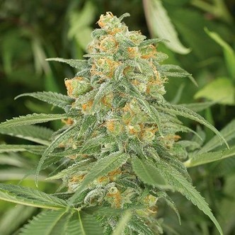 Green Crack (Humboldt Seed Company) feminiserade cannabisfr&ouml;n