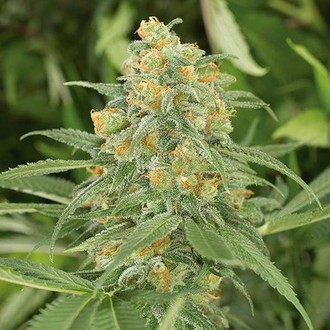 Green Crack 2.0 (Humboldt Seed Organization) Feminiserade