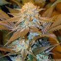Critical HOG (T.H.Seeds) Feminiserade