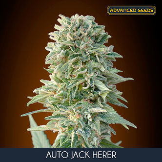 Auto Jack Herer (Advanced Seeds) feminiserad