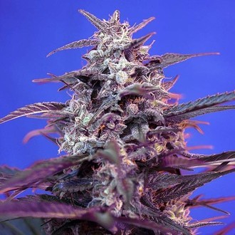 Bloody Skunk Auto (Sweet Seeds) Feminiserade