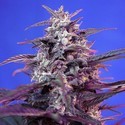Bloody Skunk Auto (Sweet Seeds) Feminiserade