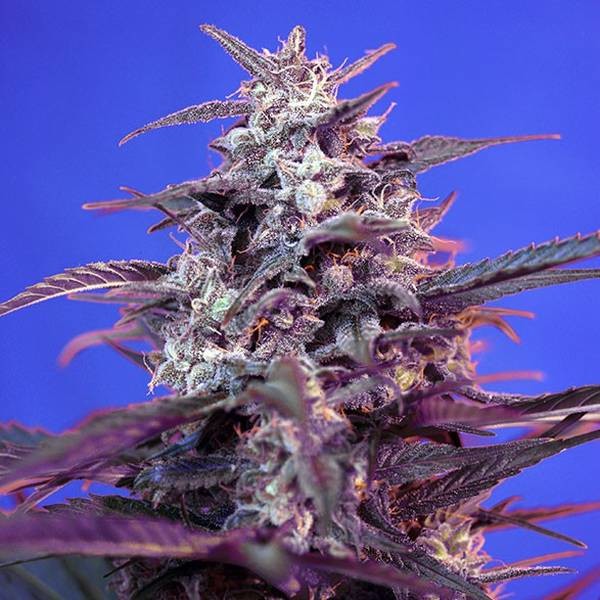 Bloody Skunk Auto (Sweet Seeds) Feminiserade