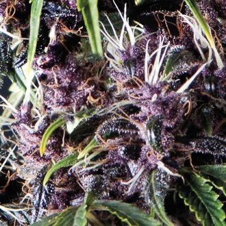 Auto Purple (Pyramid Seeds) Feminiserade
