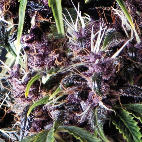 Auto Purple (Pyramid Seeds) Feminiserade