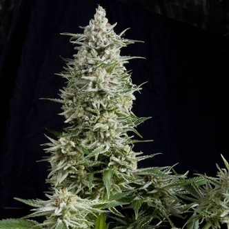 Amnesia Gold (Pyramid Seeds) feminiserade cannabisfr&ouml;n