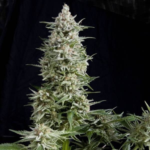 Amnesia Gold (Pyramid Seeds) Feminiserade