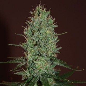 Amnesia Haze (Expert Seeds) feminiserade cannabisfr&ouml;n