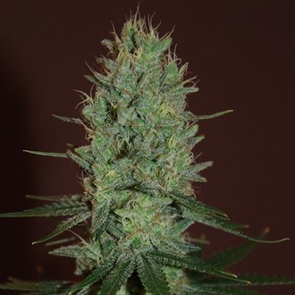Amnesia fr&ouml;n (Expert Seeds) Feminiserade