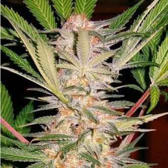 S.A.D. S1 (Sweet Seeds) feminiserade cannabisfr&ouml;n