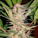 S.A.D. S1 (Sweet Seeds) Feminiserade