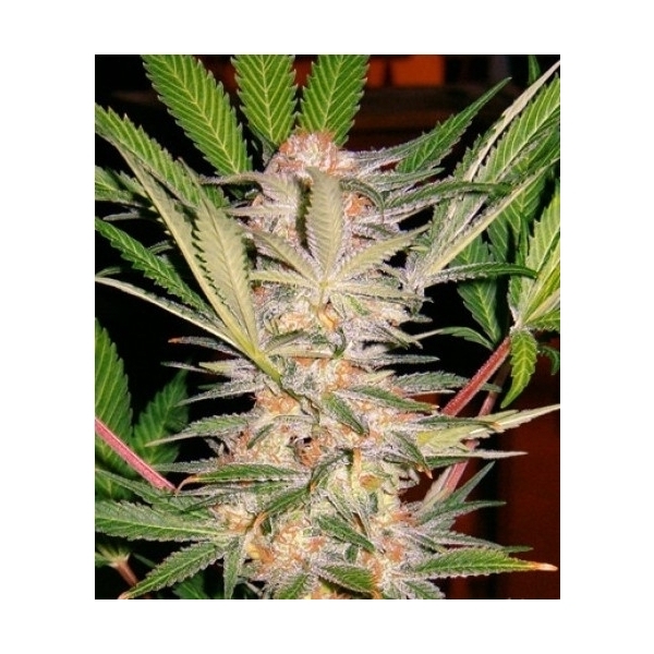 S.A.D. S1 (Sweet Seeds) Feminiserade