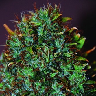 Expert Haze (Expert Seeds) feminiserade cannabisfr&ouml;n