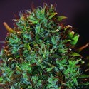 Expert Haze (Expert Seeds) Feminiserade