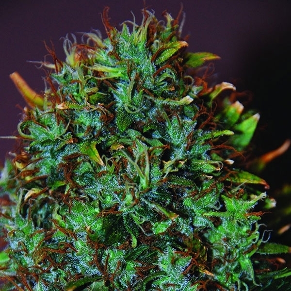 Expert Haze (Expert Seeds) Feminiserade