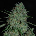 Afghan Skunk (Expert Seeds) Feminiserade
