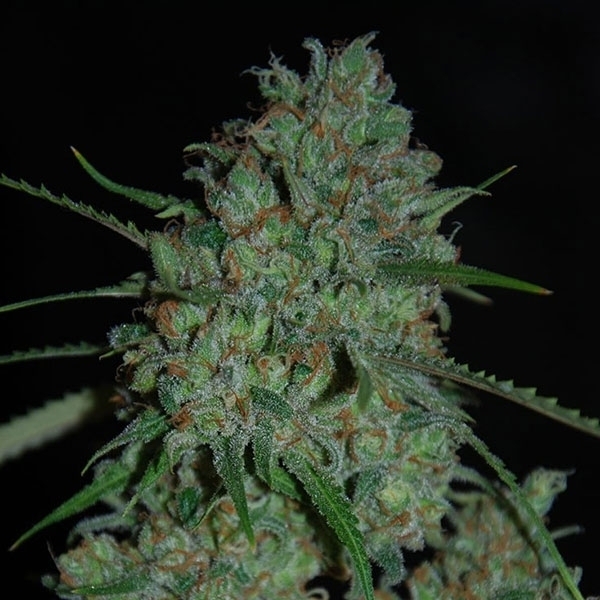 Afghan Skunk (Expert Seeds) Feminiserade