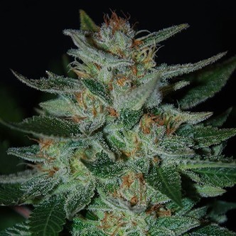Blue Cheese (Expert Seeds) feminiserade cannabisfr&ouml;n